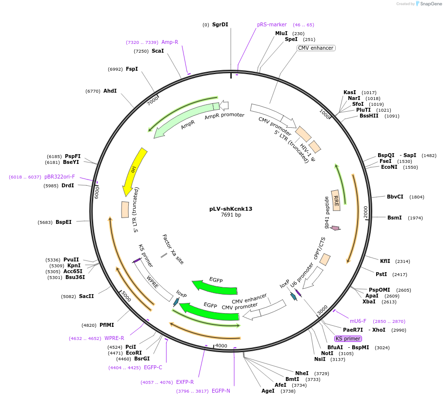 120721-plasmid-map-sequence-id-237909