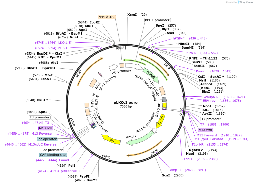 8453-plasmid-map-sequence-id-237918