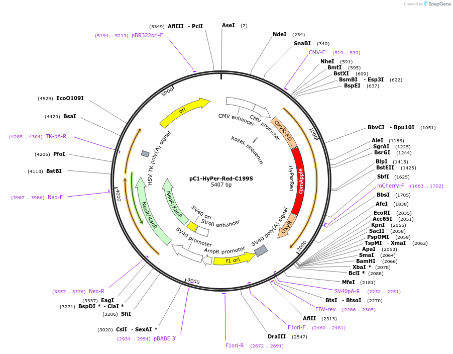 48252-plasmid-map-sequence-id-237924