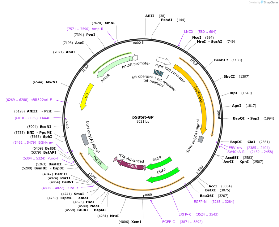 60495-plasmid-map-sequence-id-237935