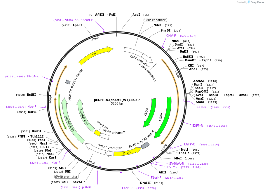 79423-plasmid-map-sequence-id-237940