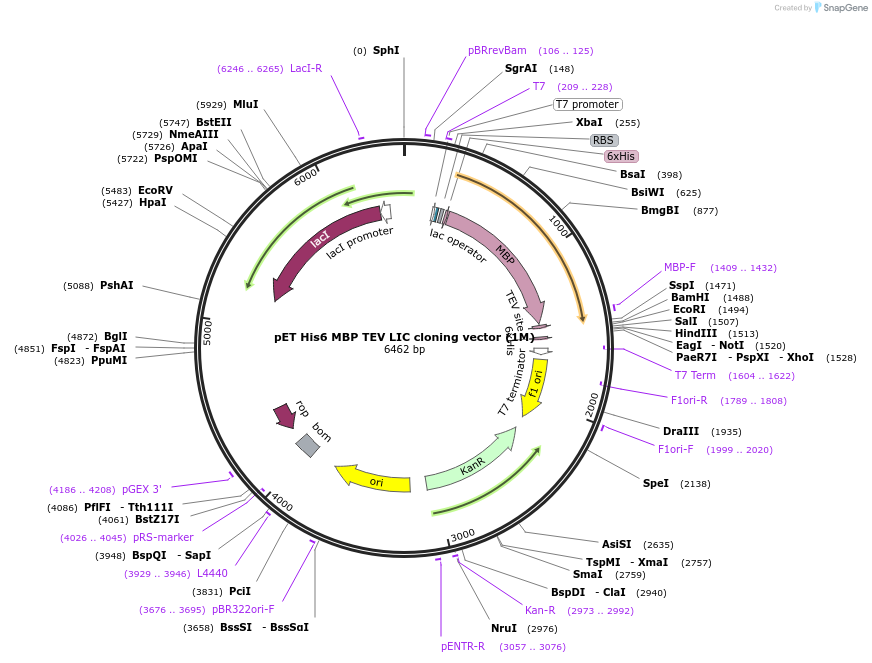 29656-plasmid-map-sequence-id-237947