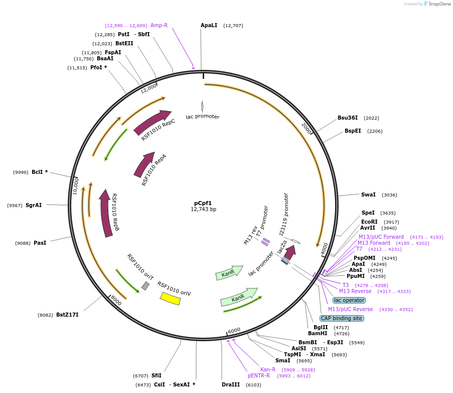 122185-plasmid-map-sequence-id-237955