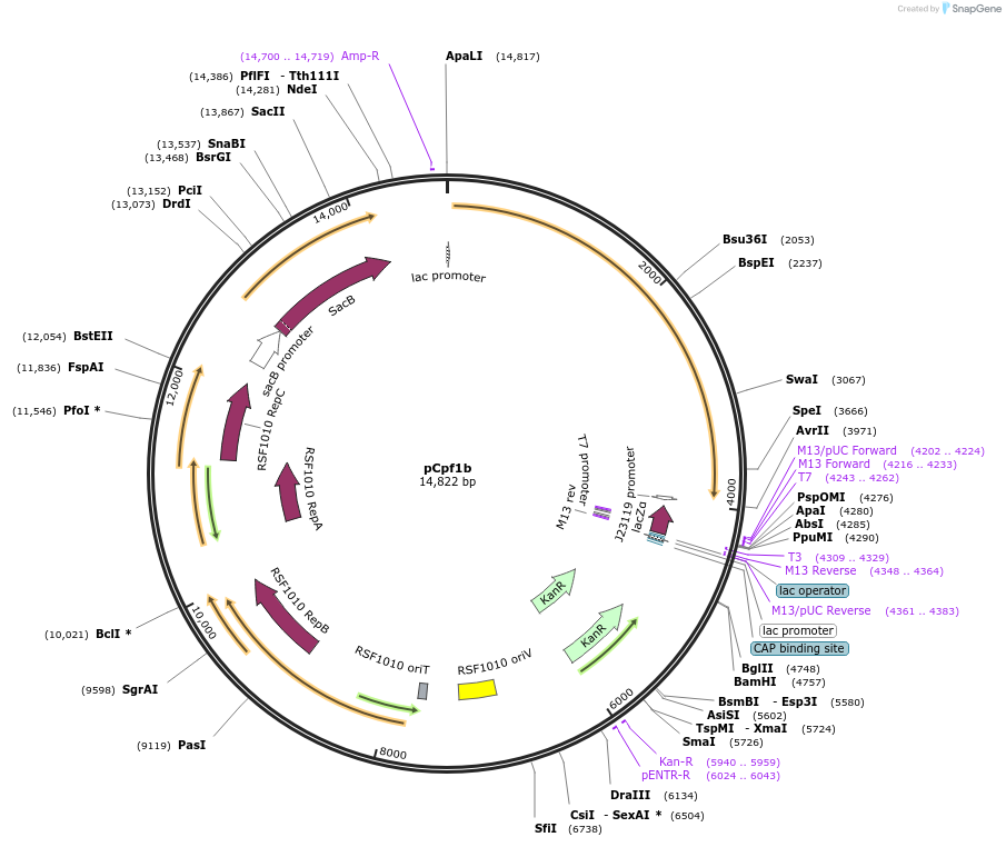 122187-plasmid-map-sequence-id-237956