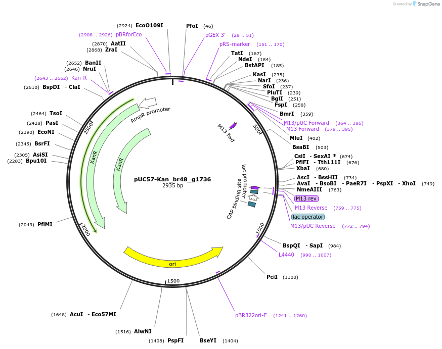 121267-plasmid-map-sequence-id-237957