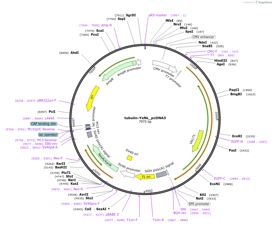 89519-plasmid-map-sequence-id-237962