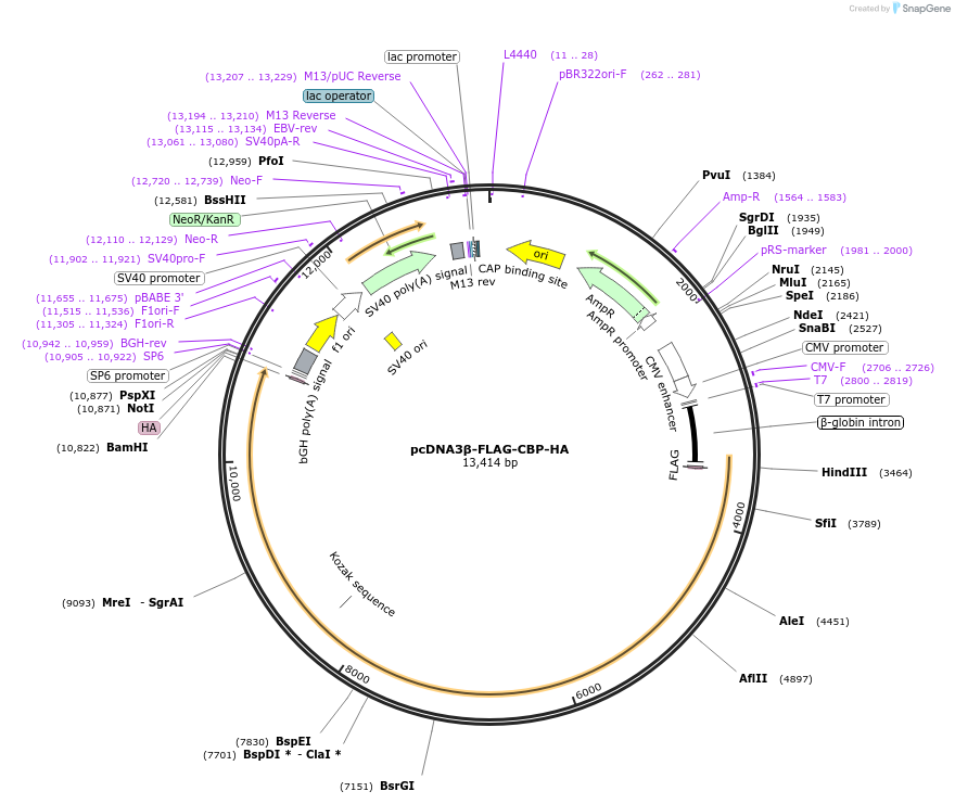 32908-plasmid-map-sequence-id-237963