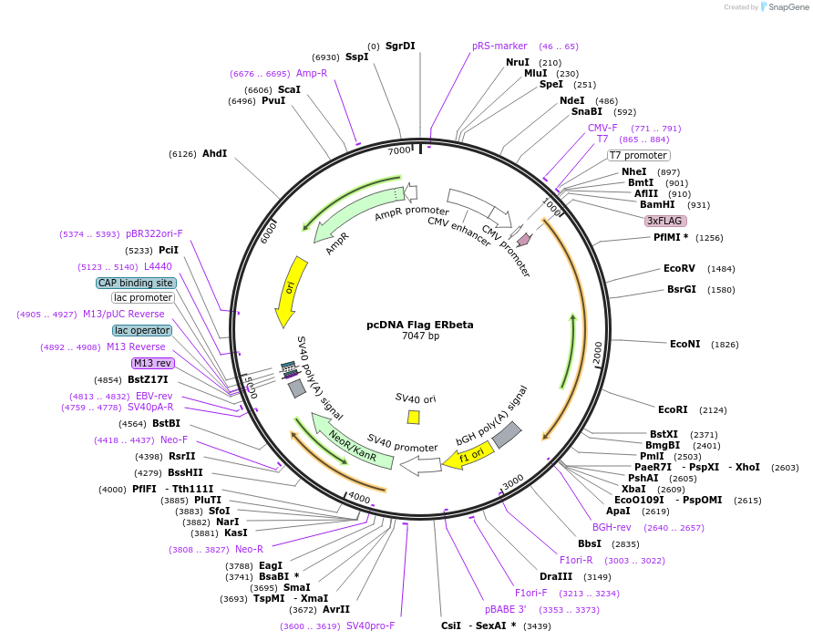 35562-plasmid-map-sequence-id-237964