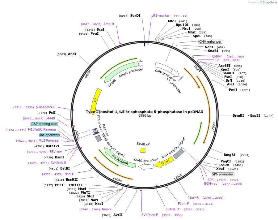 121976-plasmid-map-sequence-id-237970