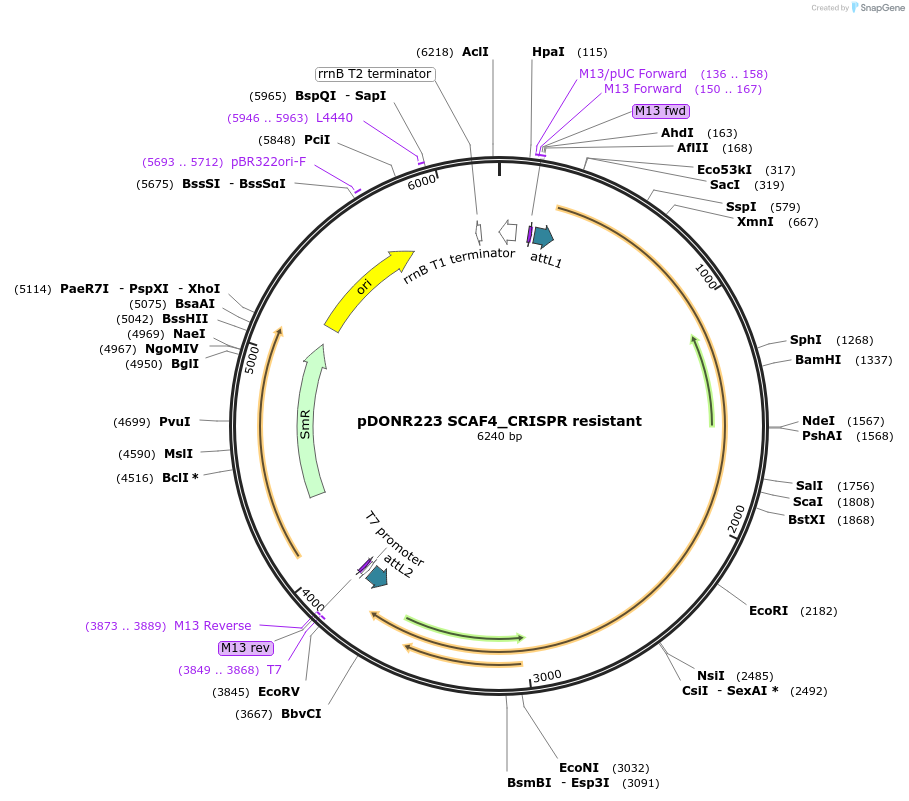 122465-plasmid-map-sequence-id-237971