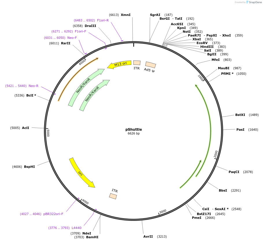 16402-plasmid-map-sequence-id-237978