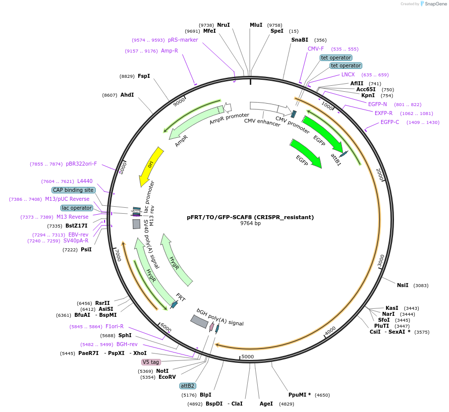 122472-plasmid-map-sequence-id-237985