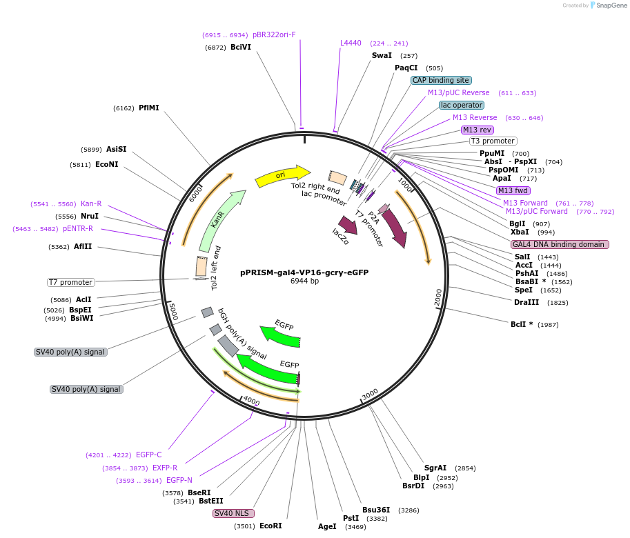 117779-plasmid-map-sequence-id-237988