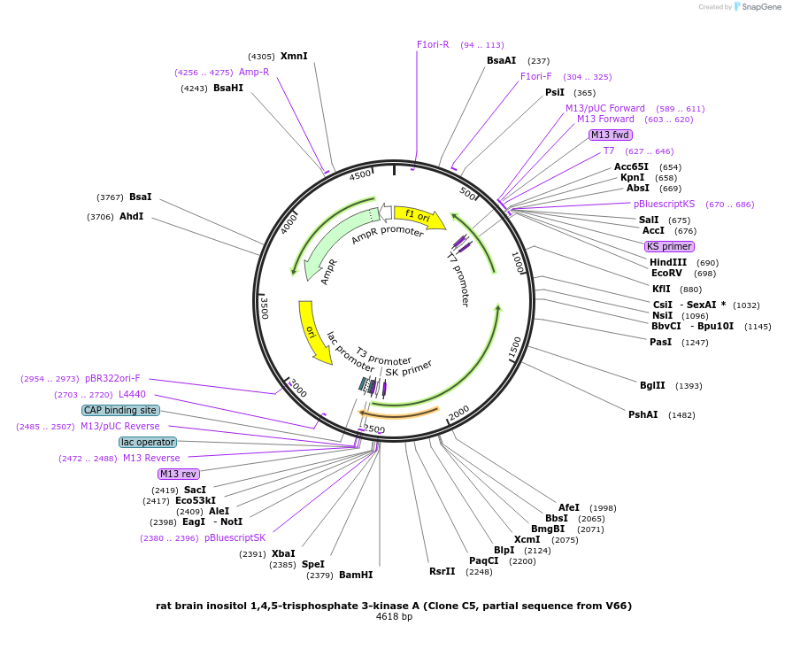 122450-plasmid-map-sequence-id-237990