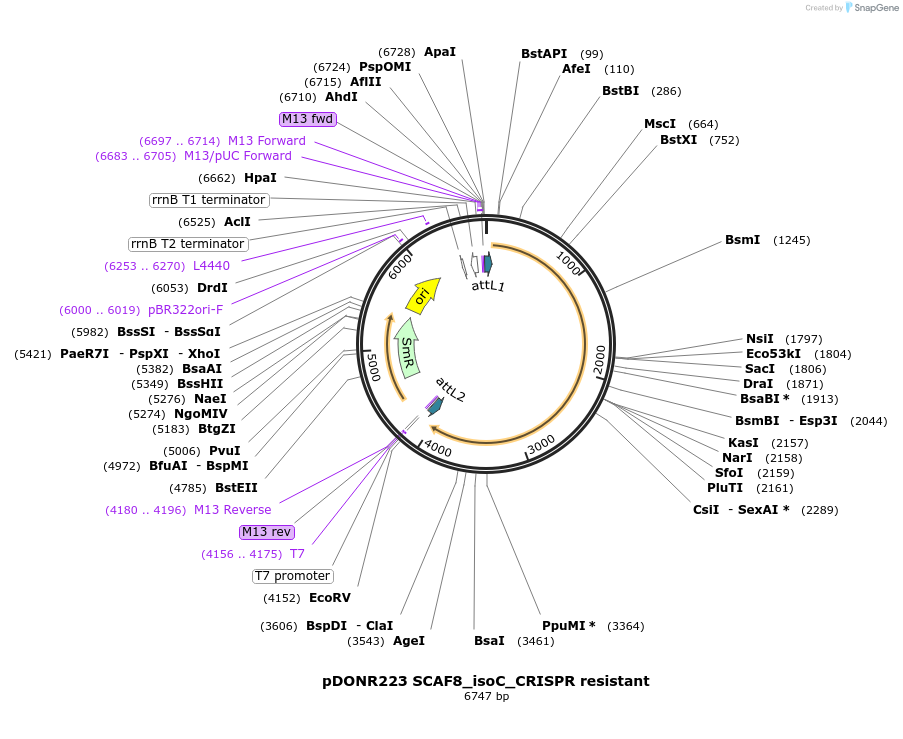 122466-plasmid-map-sequence-id-237994