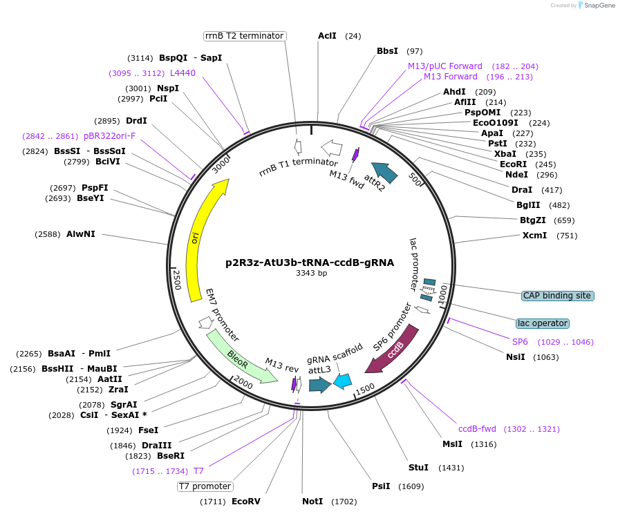 118390-plasmid-map-sequence-id-237999