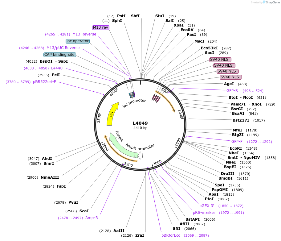 1628-plasmid-map-sequence-id-238