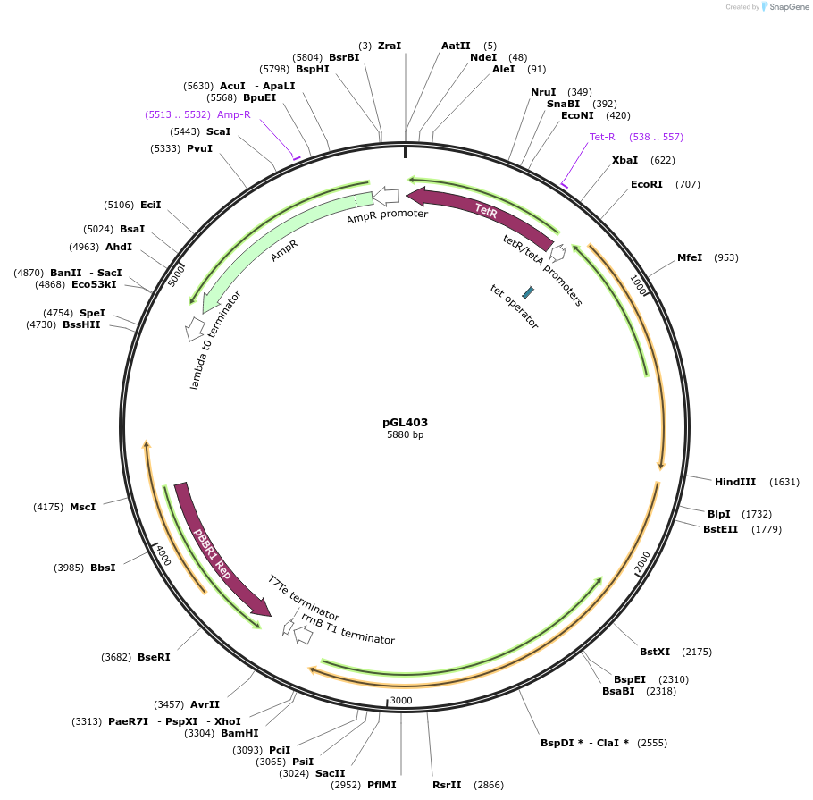 119953-plasmid-map-sequence-id-238006