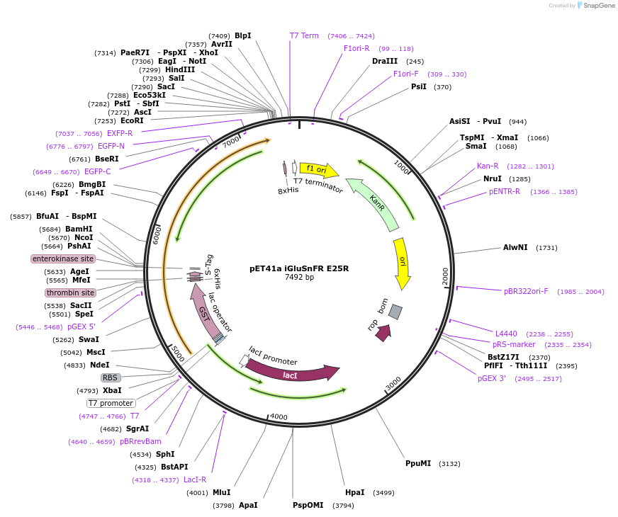 119831-plasmid-map-sequence-id-238016