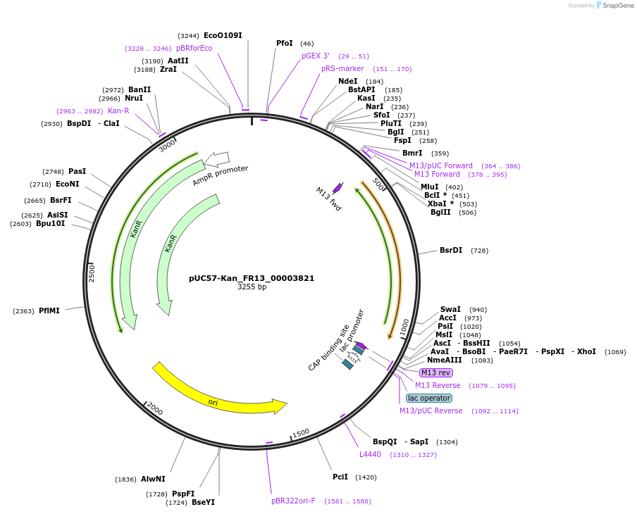 121291-plasmid-map-sequence-id-238019