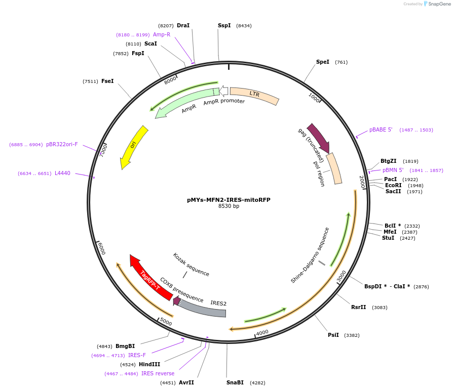121997-plasmid-map-sequence-id-238029