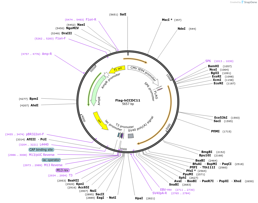 122993-plasmid-map-sequence-id-238031