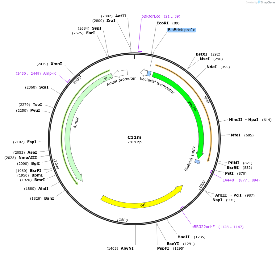 120959-plasmid-map-sequence-id-238041