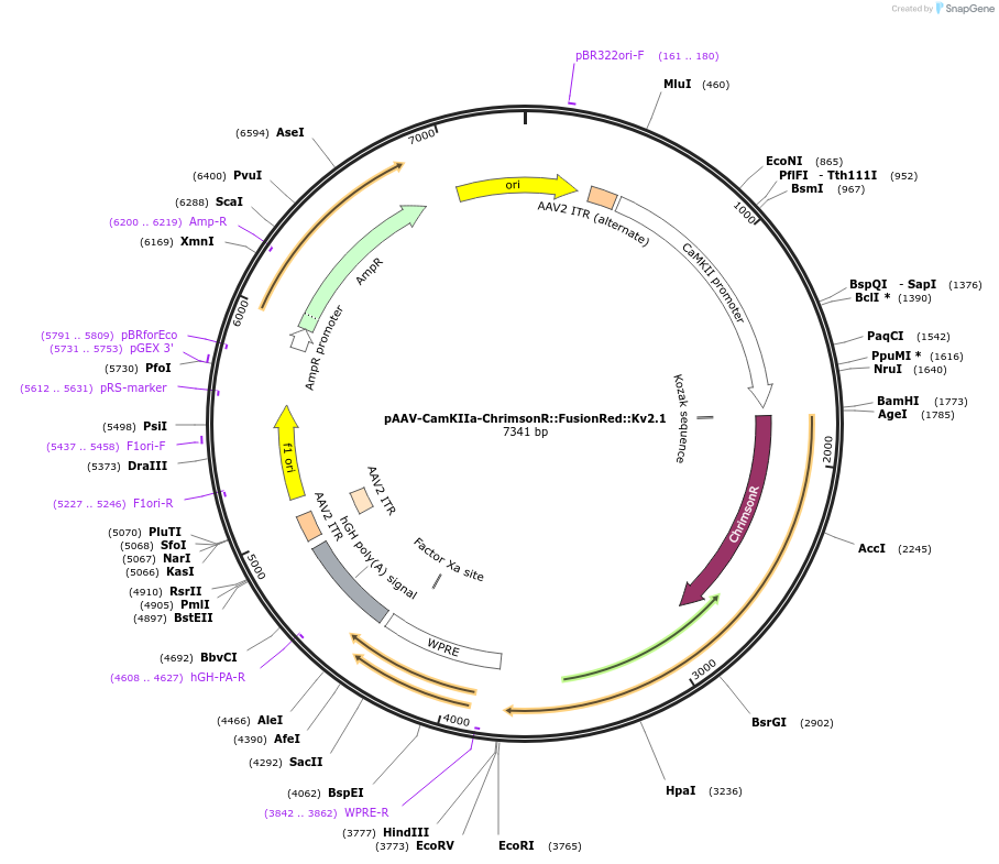 102770-plasmid-map-sequence-id-238046