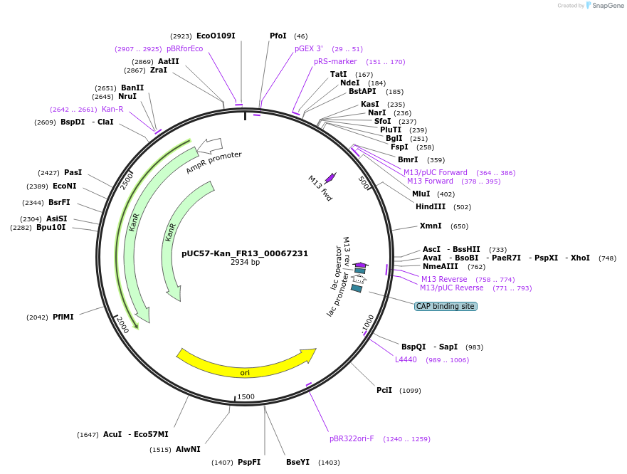 121302-plasmid-map-sequence-id-238054