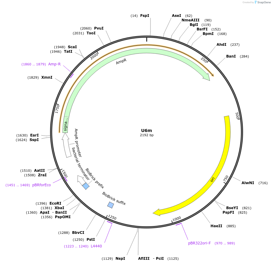 121019-plasmid-map-sequence-id-238082