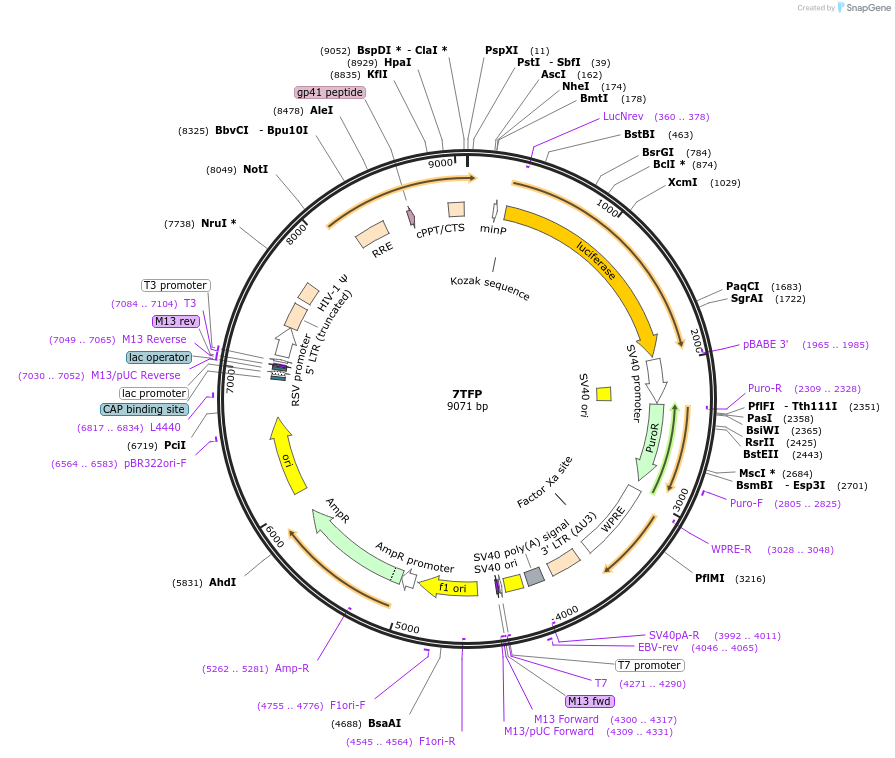 24308-plasmid-map-sequence-id-238083