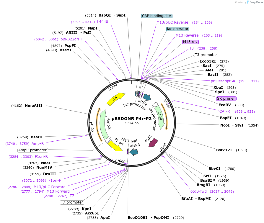 121527-plasmid-map-sequence-id-238084