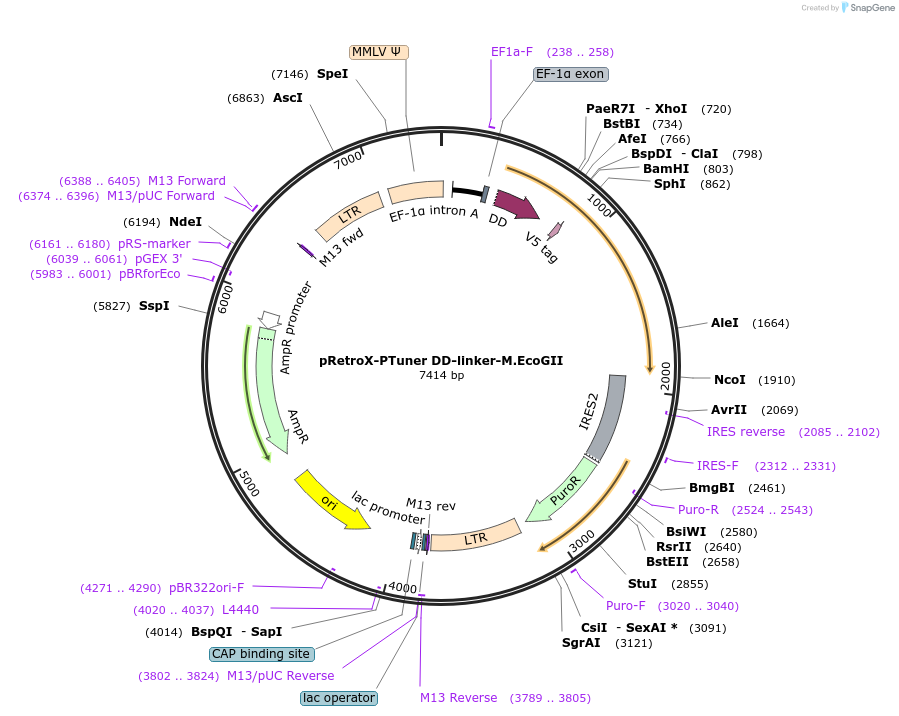 122082-plasmid-map-sequence-id-238098