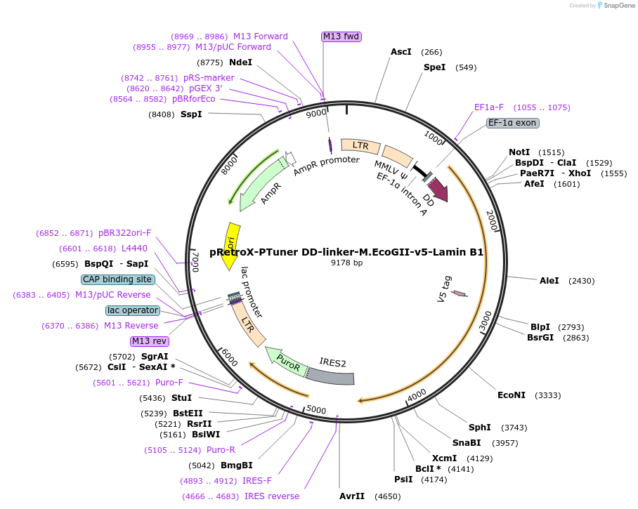 122083-plasmid-map-sequence-id-238123