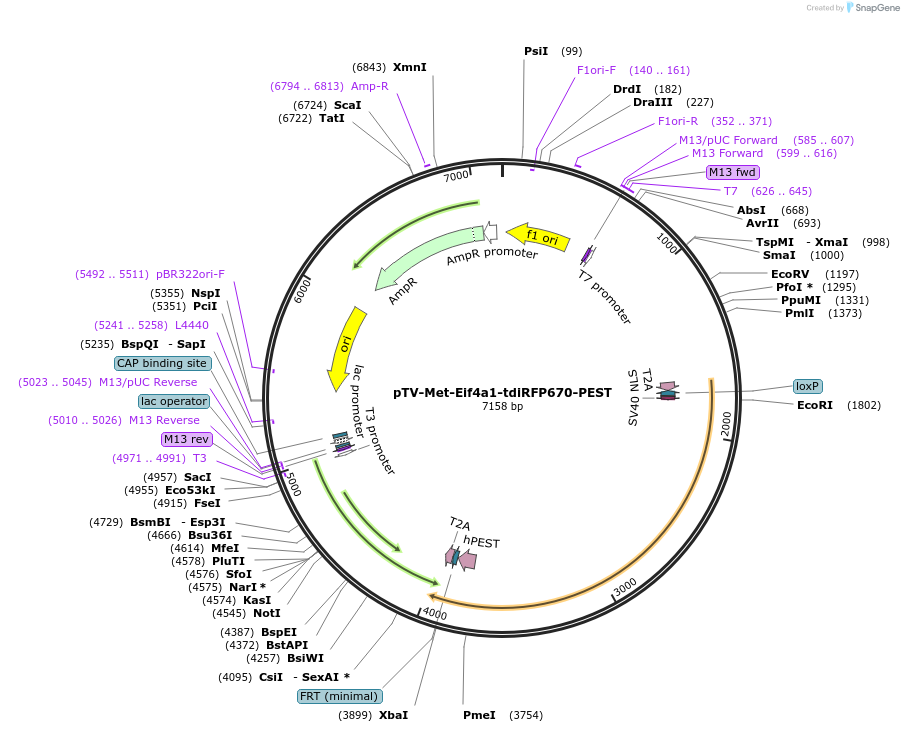 122371-plasmid-map-sequence-id-238130
