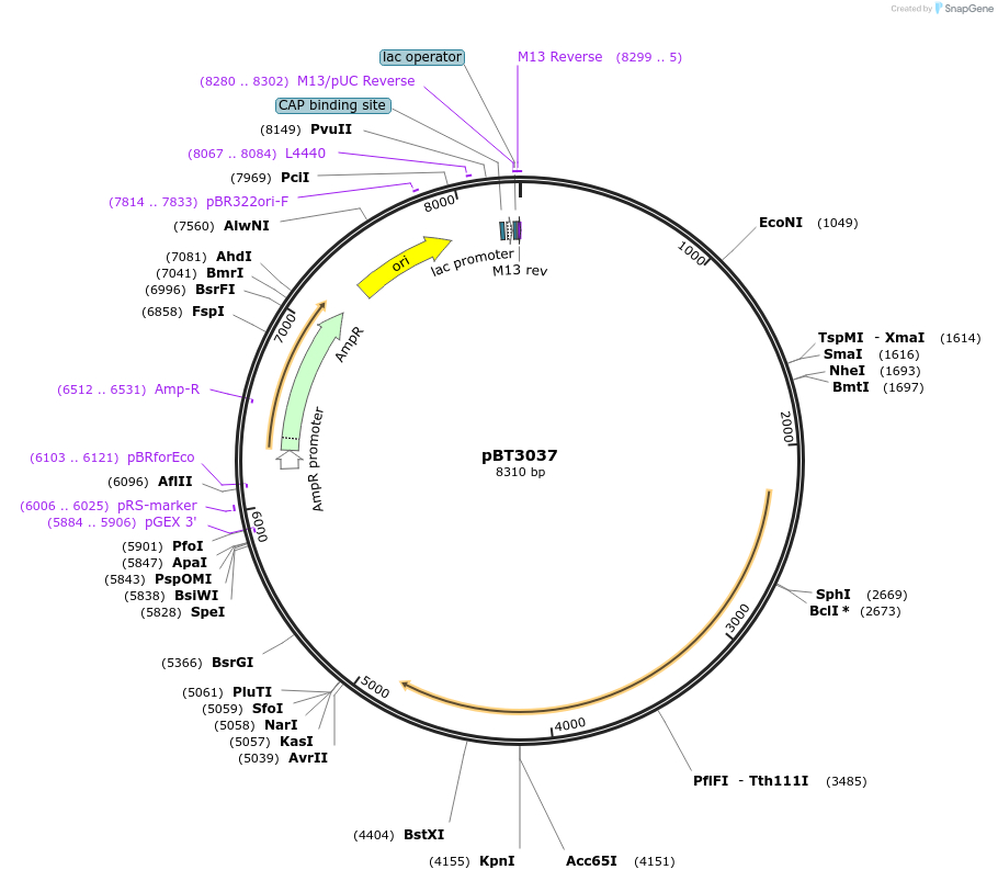122544-plasmid-map-sequence-id-238132