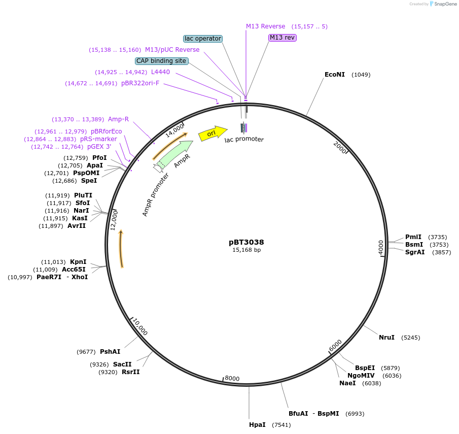 122545-plasmid-map-sequence-id-238133