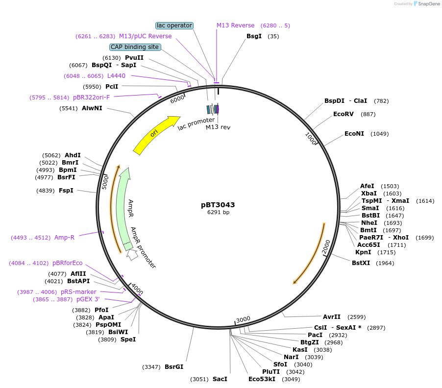122546-plasmid-map-sequence-id-238140
