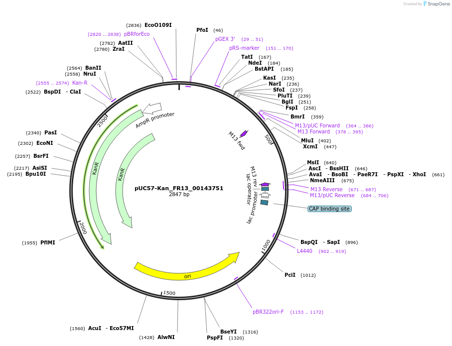 121332-plasmid-map-sequence-id-238152