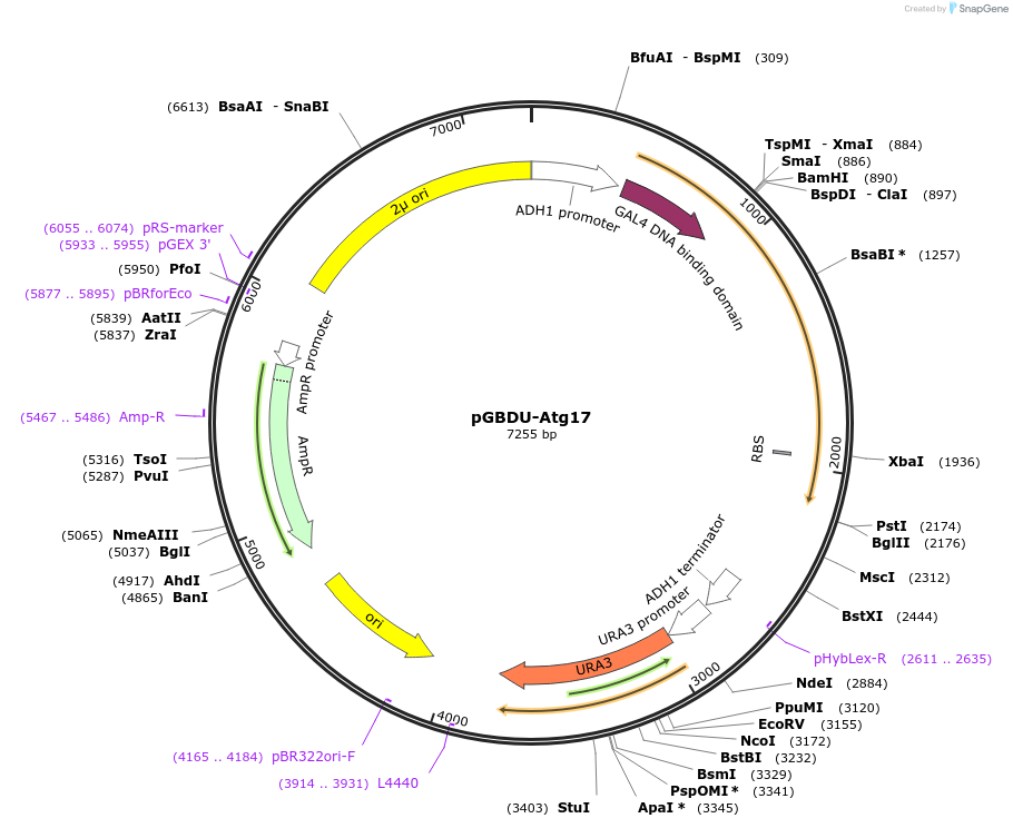 121394-plasmid-map-sequence-id-238189