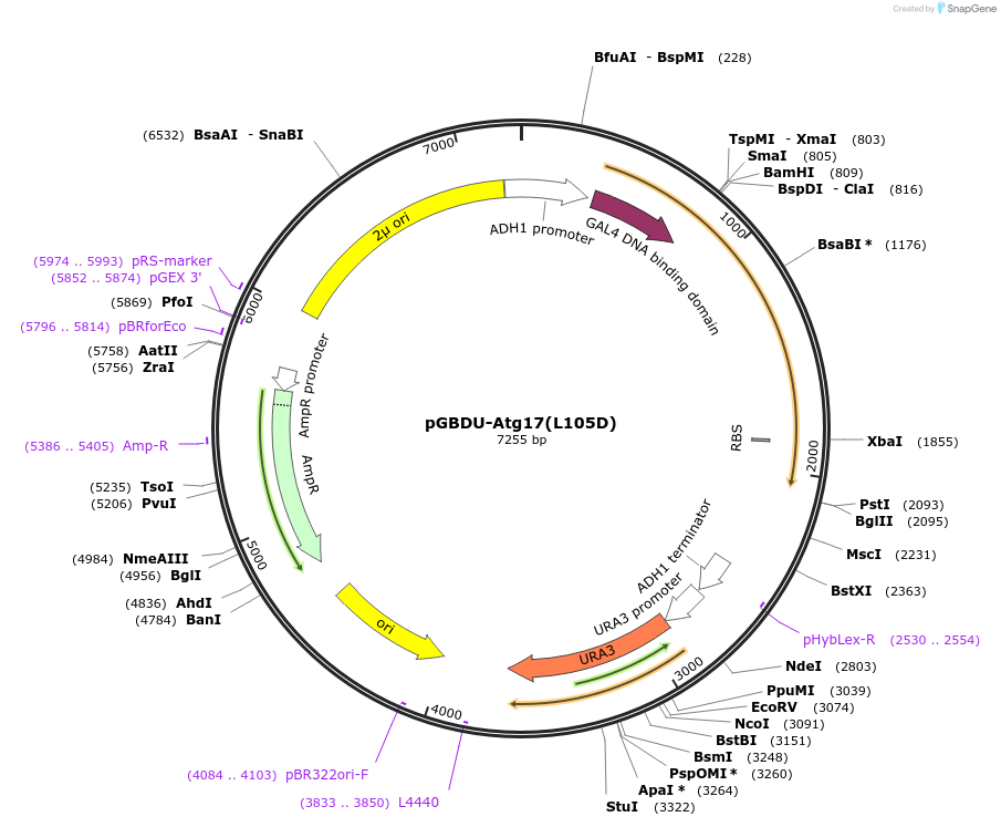 121395-plasmid-map-sequence-id-238194