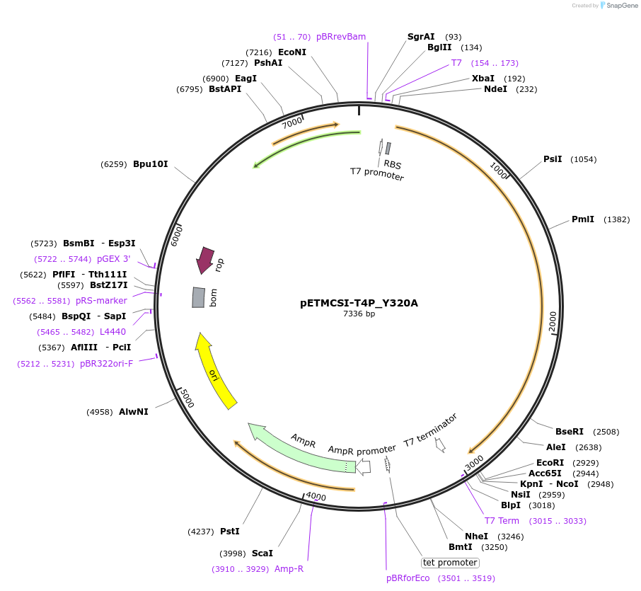 122522-plasmid-map-sequence-id-238200