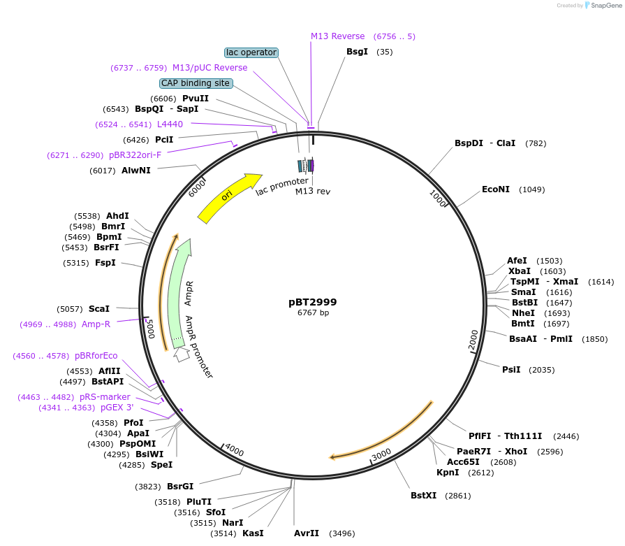 122535-plasmid-map-sequence-id-238208