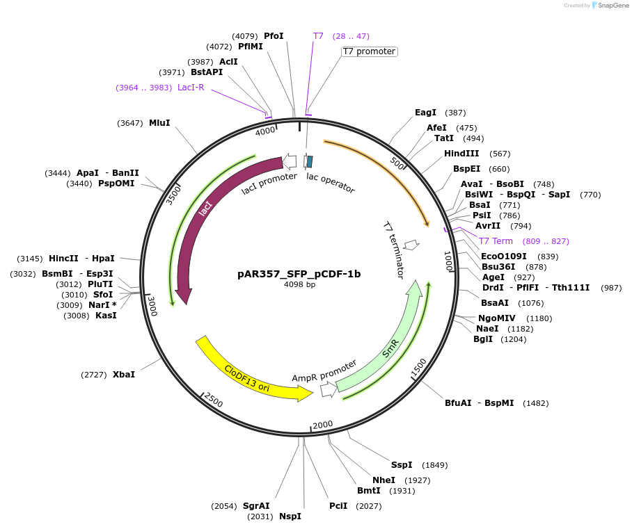 122851-plasmid-map-sequence-id-238222