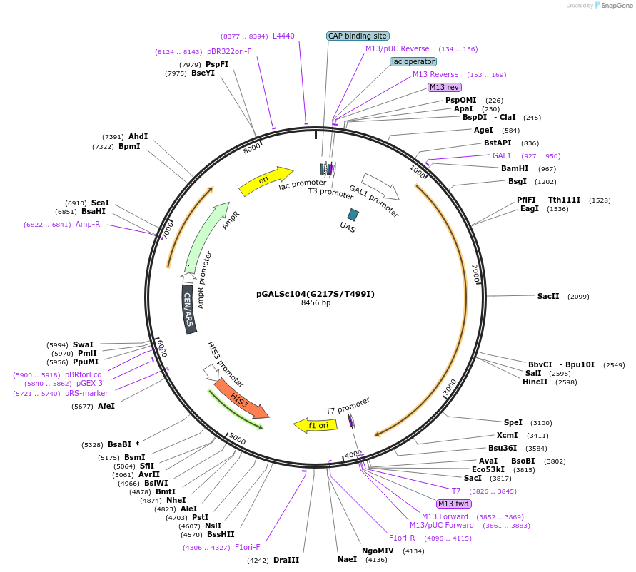 1151-plasmid-map-sequence-id-238258
