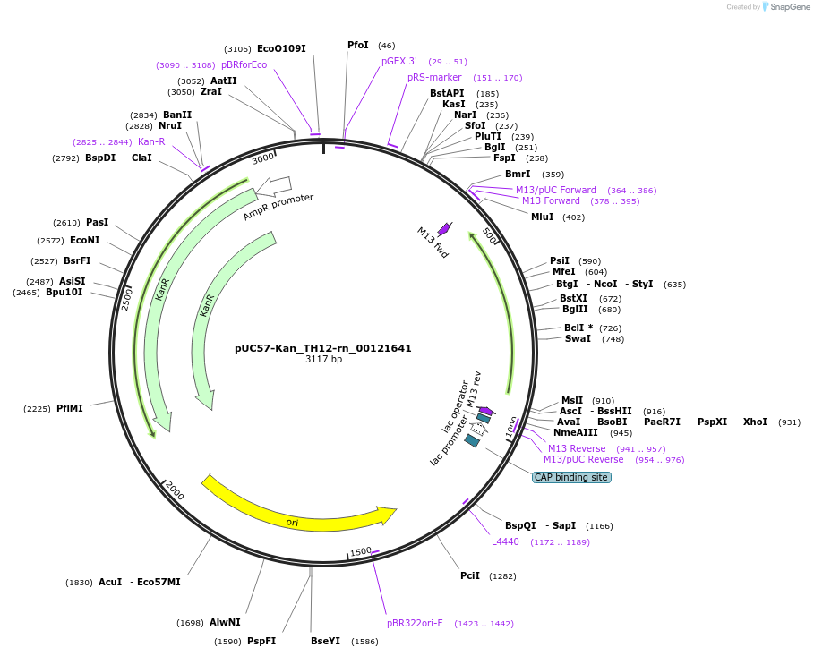 121371-plasmid-map-sequence-id-238267