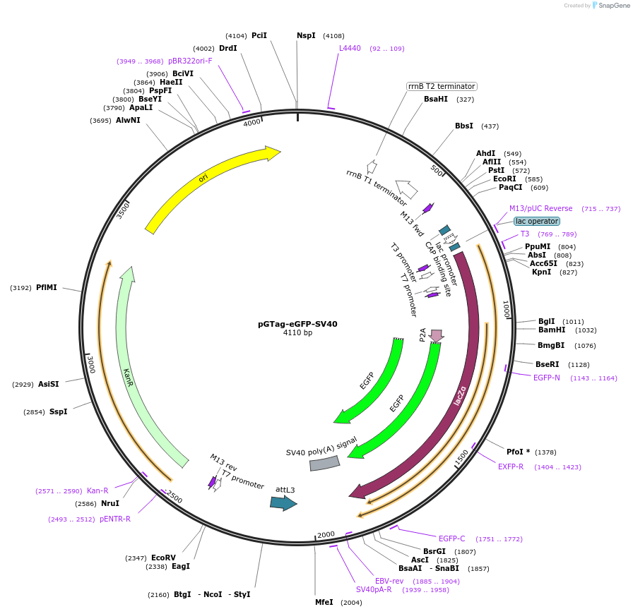 117813-plasmid-map-sequence-id-238271
