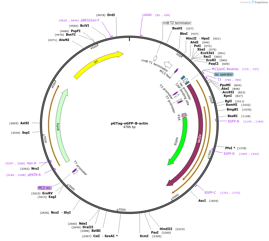 117814-plasmid-map-sequence-id-238274