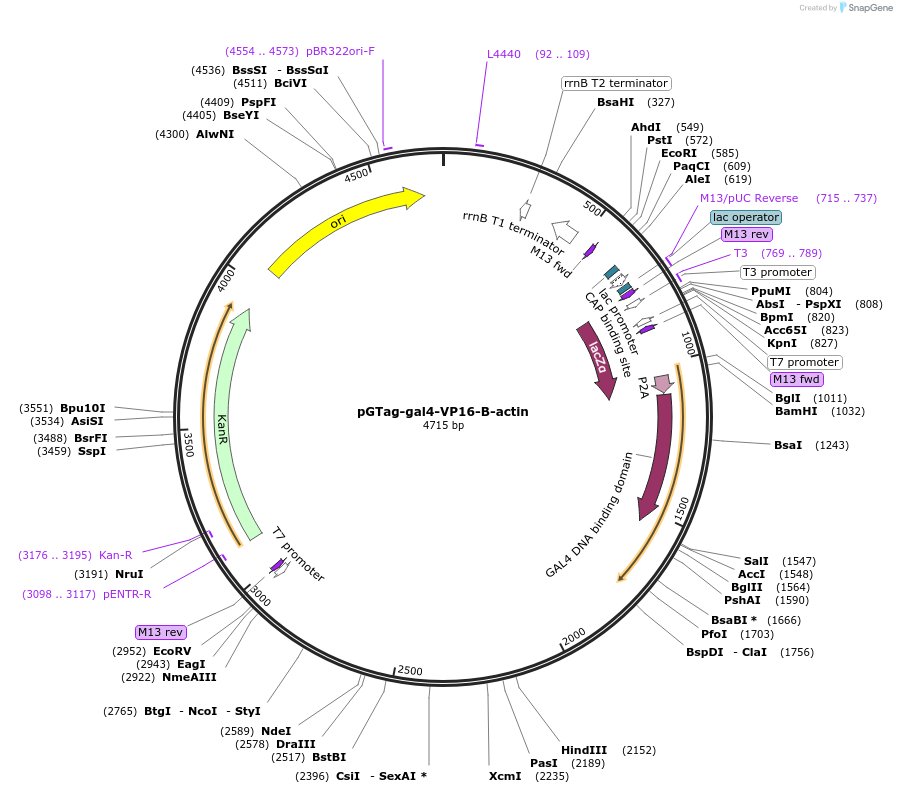 117817-plasmid-map-sequence-id-238278