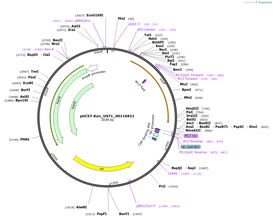 121384-plasmid-map-sequence-id-238282